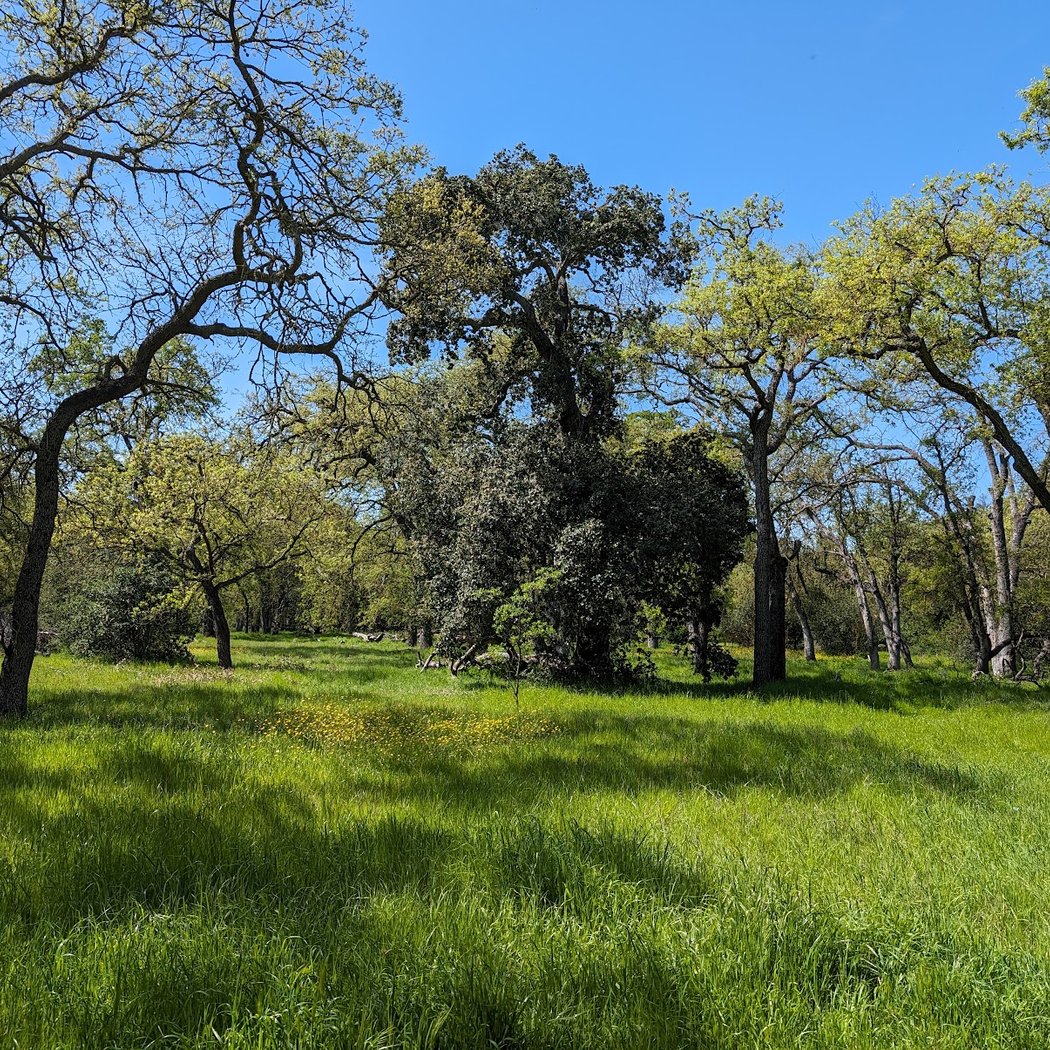 Guadalupe Oak Grove Park 3