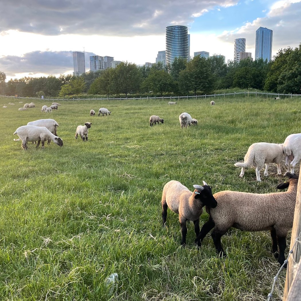 Mudchute Park and Farm 2