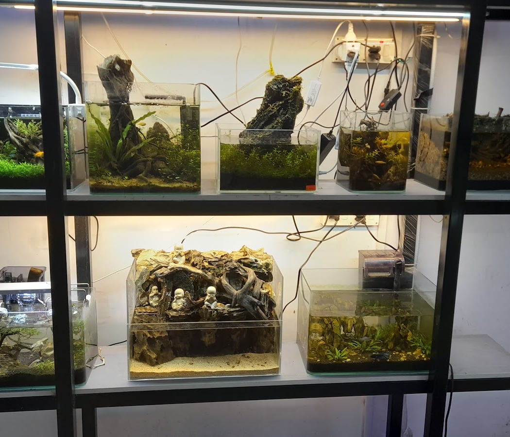 Splashy Fin Aquarium 3