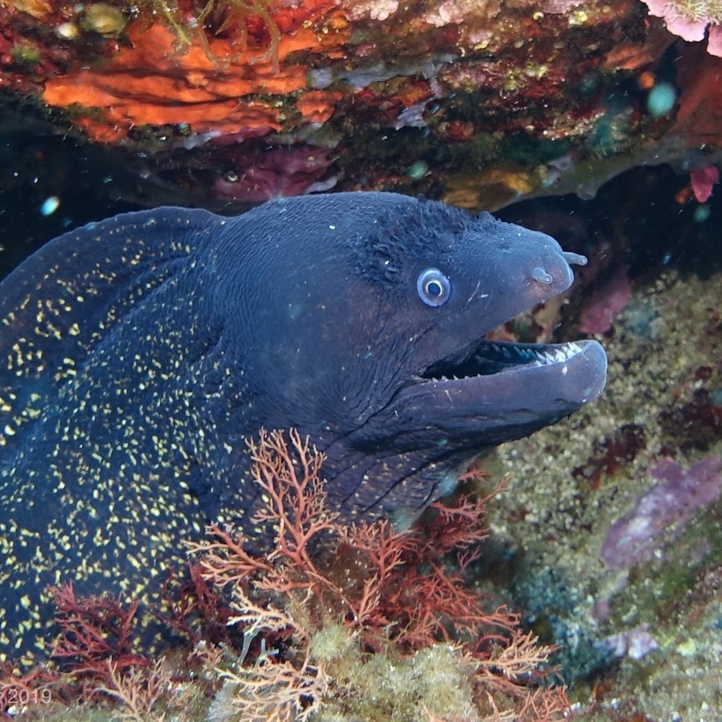 Aqualonde Plongée 4