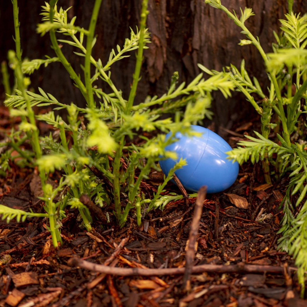 Spring Egg Hunt 1