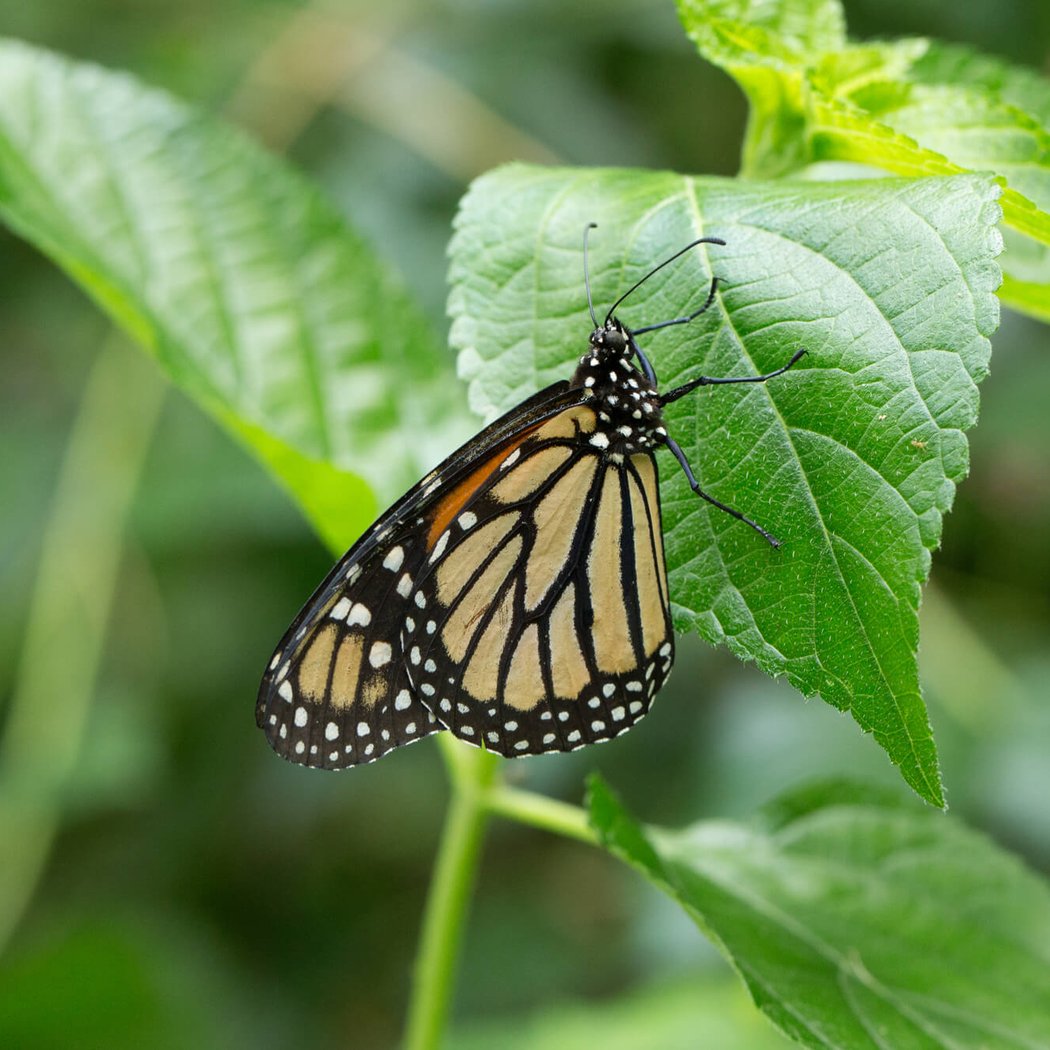 National Insect Week / Insect Fest 3