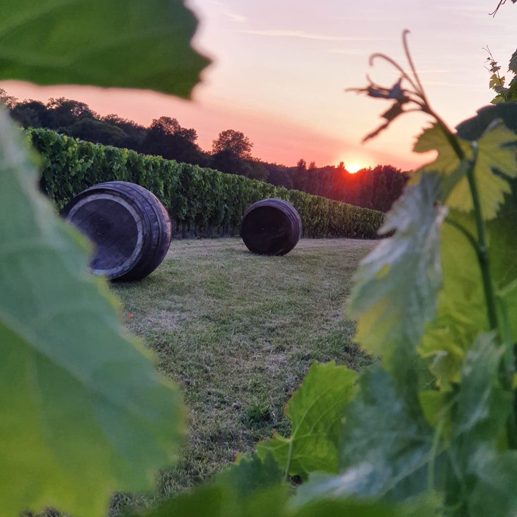 Vignoble Chauraud, Pineau Cognac Vin Cocktail, Guinguette, Gîte 2