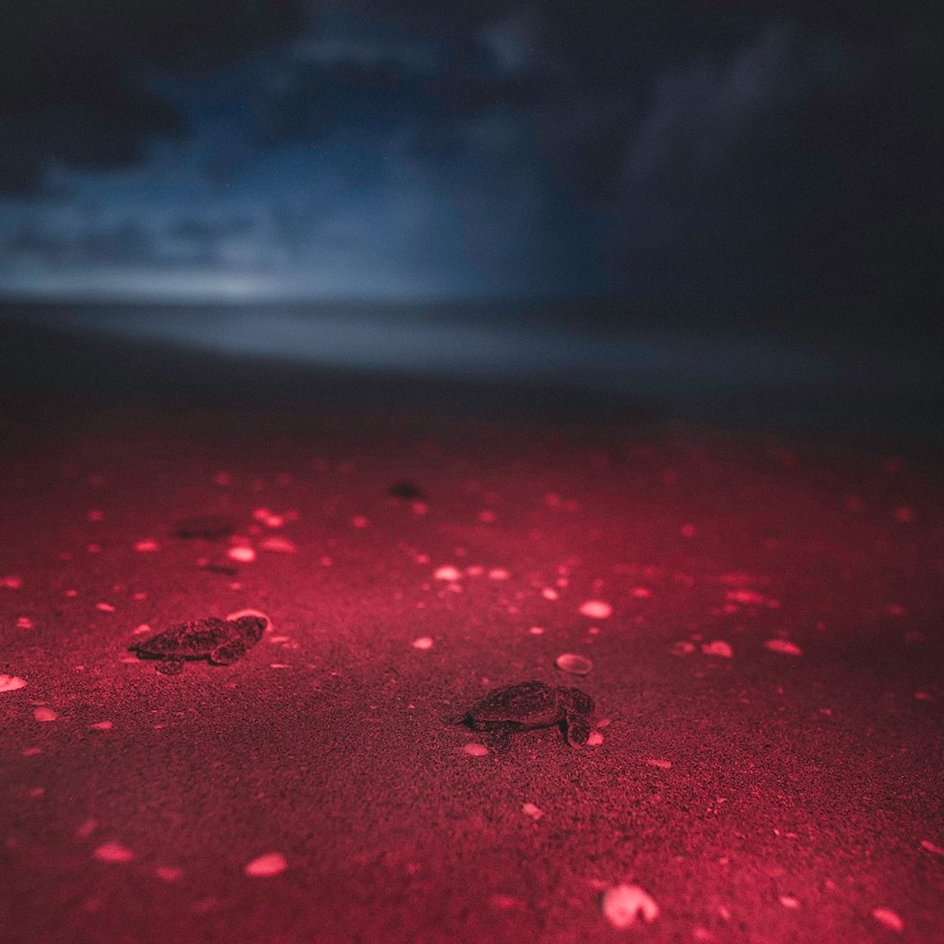 Guided Turtle Walks 2
