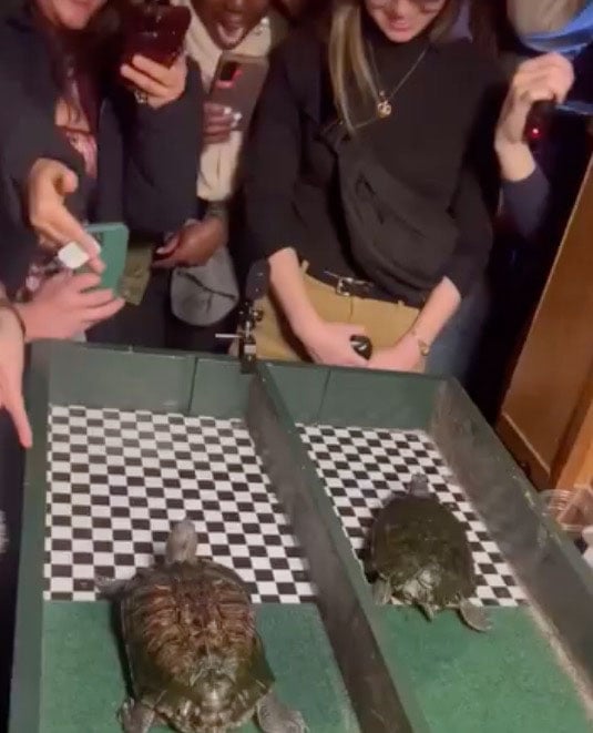 Turtles all the way down 1