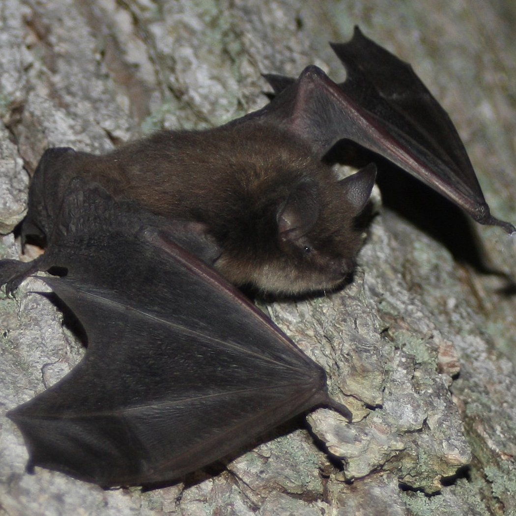 Bats: Mysteries of the Night 1