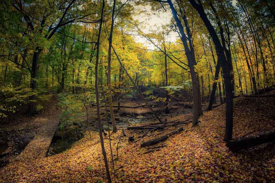 Bird Hills Nature Area 4