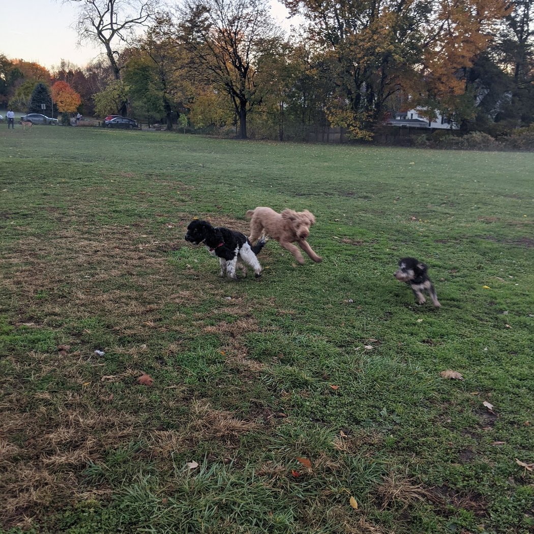 Bronxville Dog Park 1