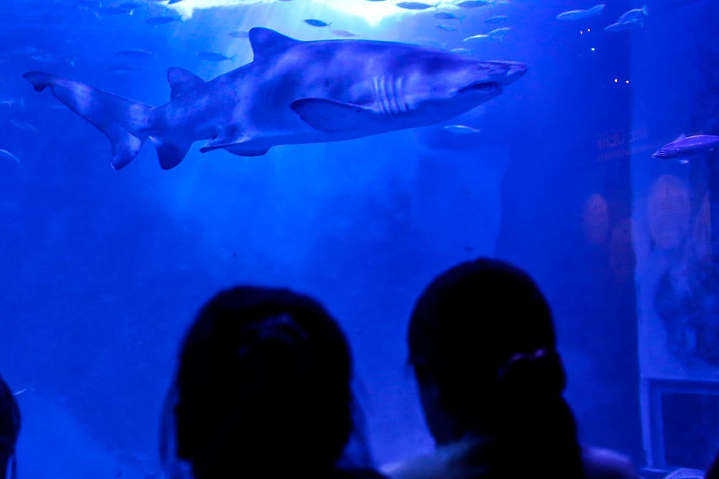 Curso de tiburones para niños 2