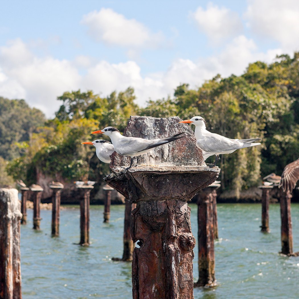 Parque Nacional Los Haitises 3