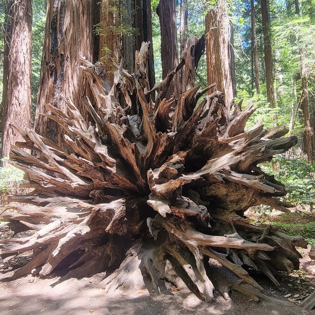 Friday after Thanksgiving docent-led walk 3