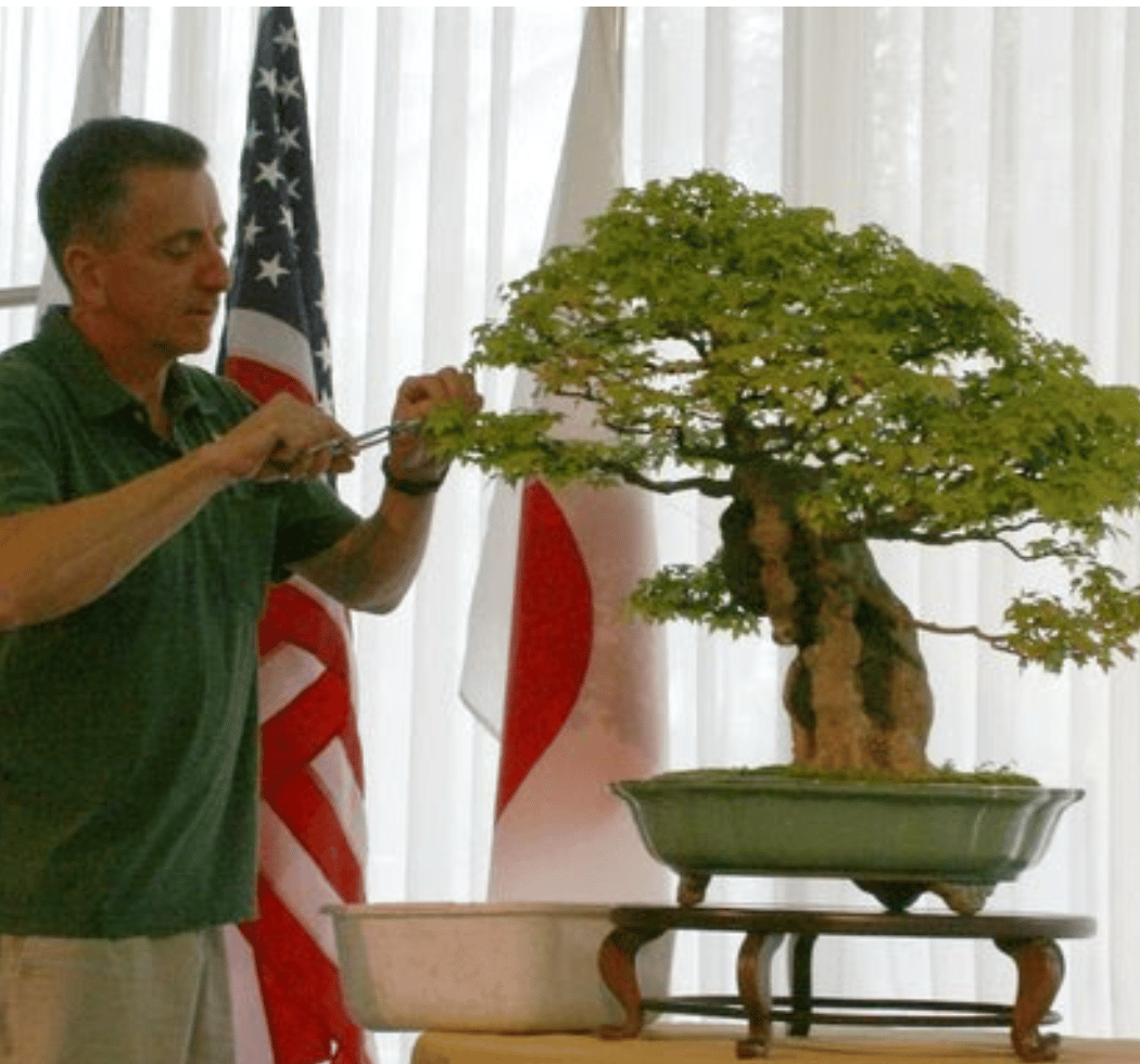 Bonsai Basics 1 1