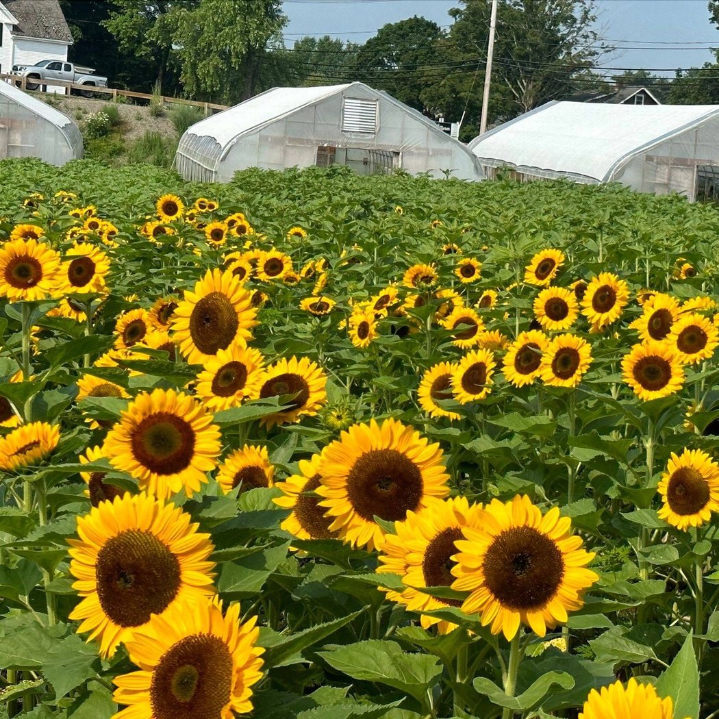 Elliot Farm Sunflower Bloom