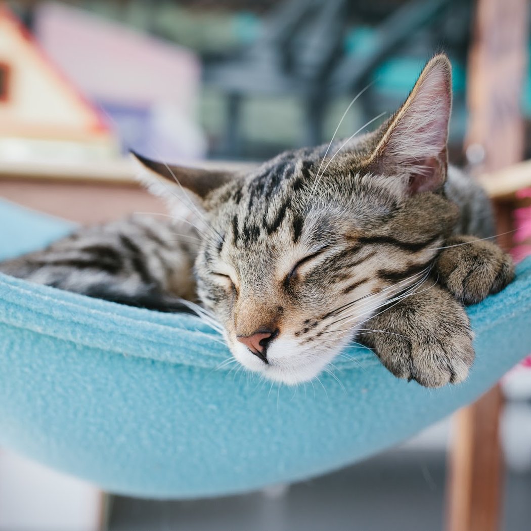 Cat Town 1