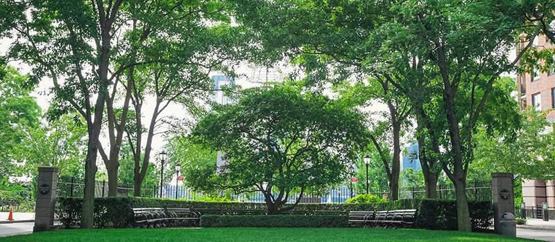 Rector Park 1