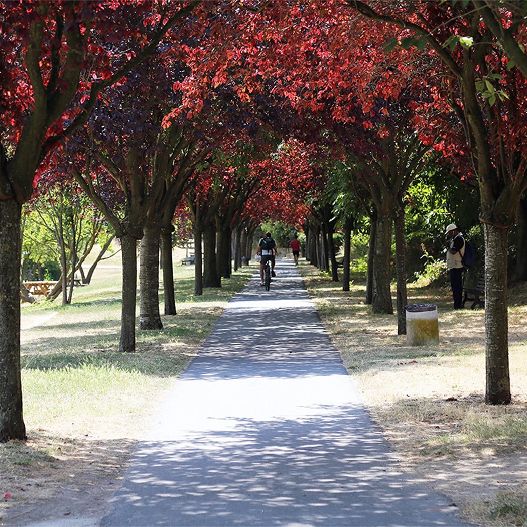 Parc Interdépartemental des Sports du Tremblay 1