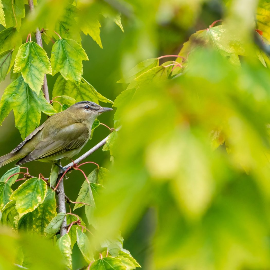 Conférence - les oiseaux aux jardins