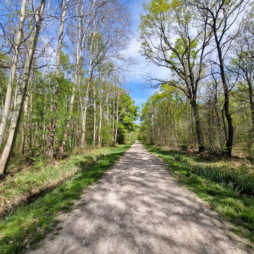 Forêt domaniale Notre Dame, Noiseau 1