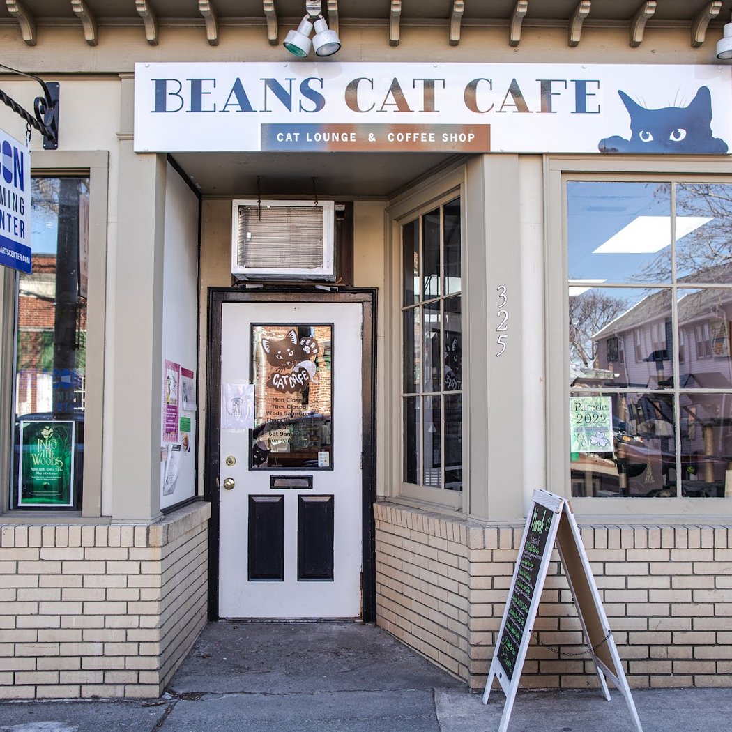 Beans Cat Cafe 2