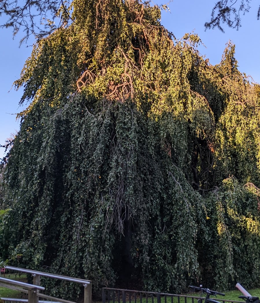 Weeping Beech Park 1