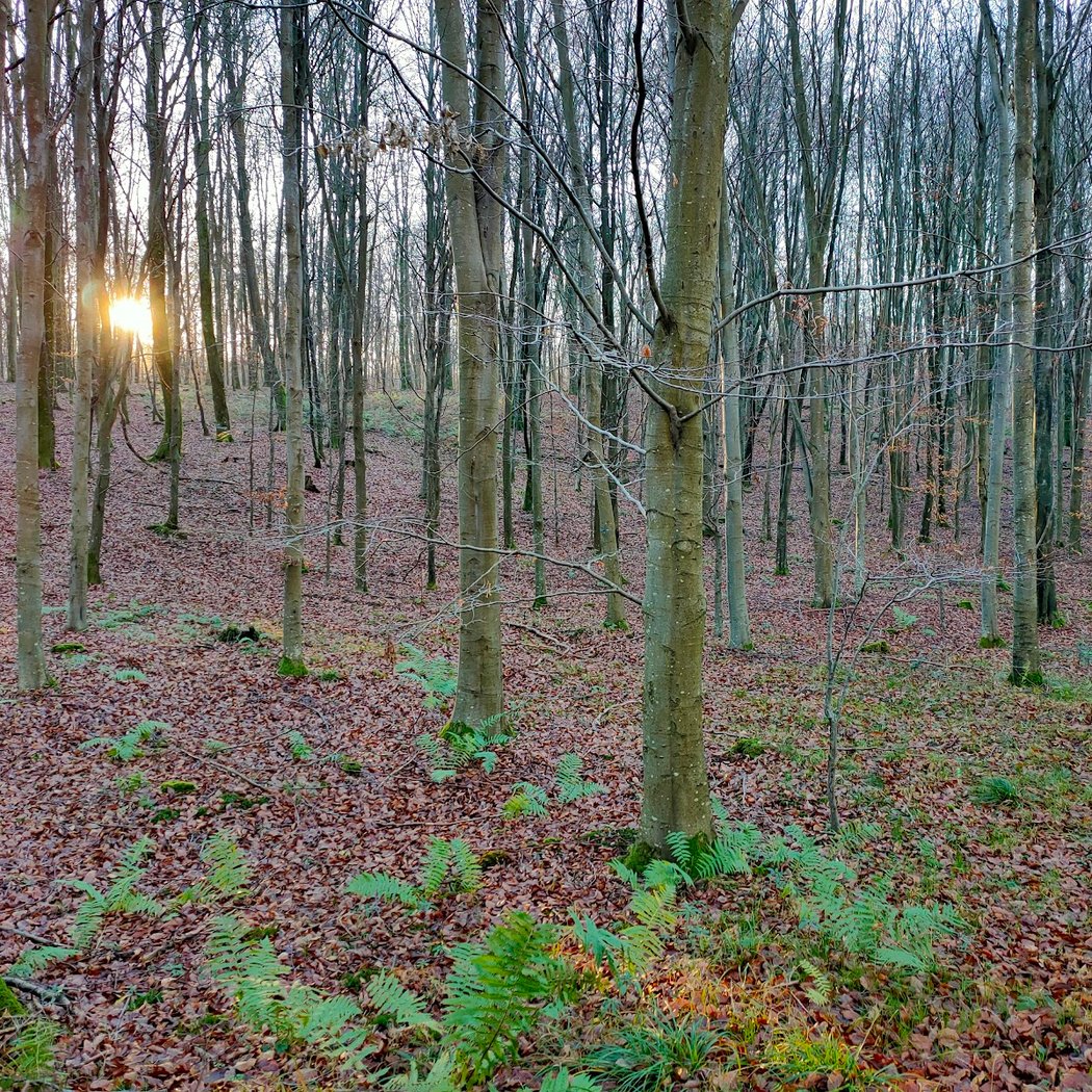 Eawy Forest 4