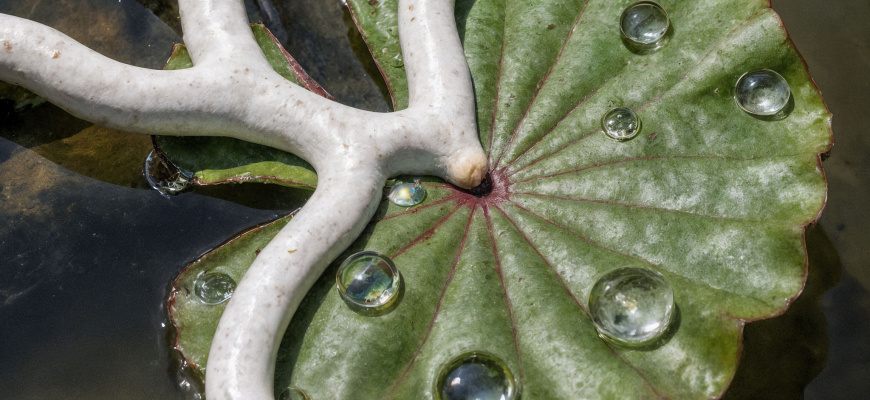 Where Water Remembers 1