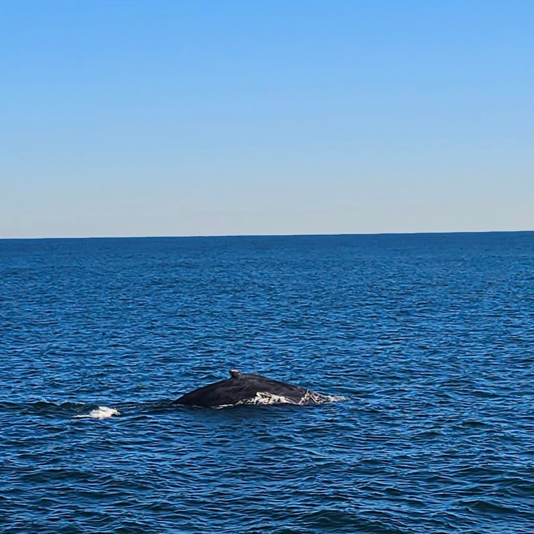 Cape May Whale Watch & Research Center 3