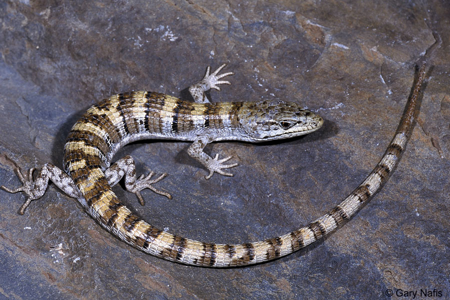 Artswalk: World Lizard Day 1