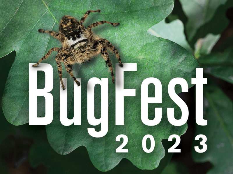 BugFest 1
