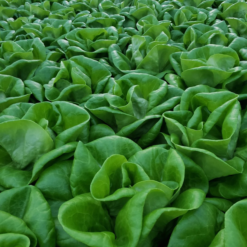 Gotham Greens 1