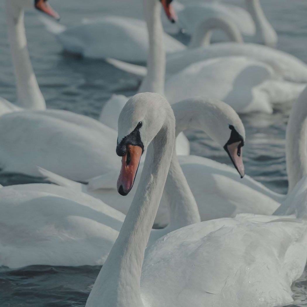 World Ballet Company - Swan Lake 1