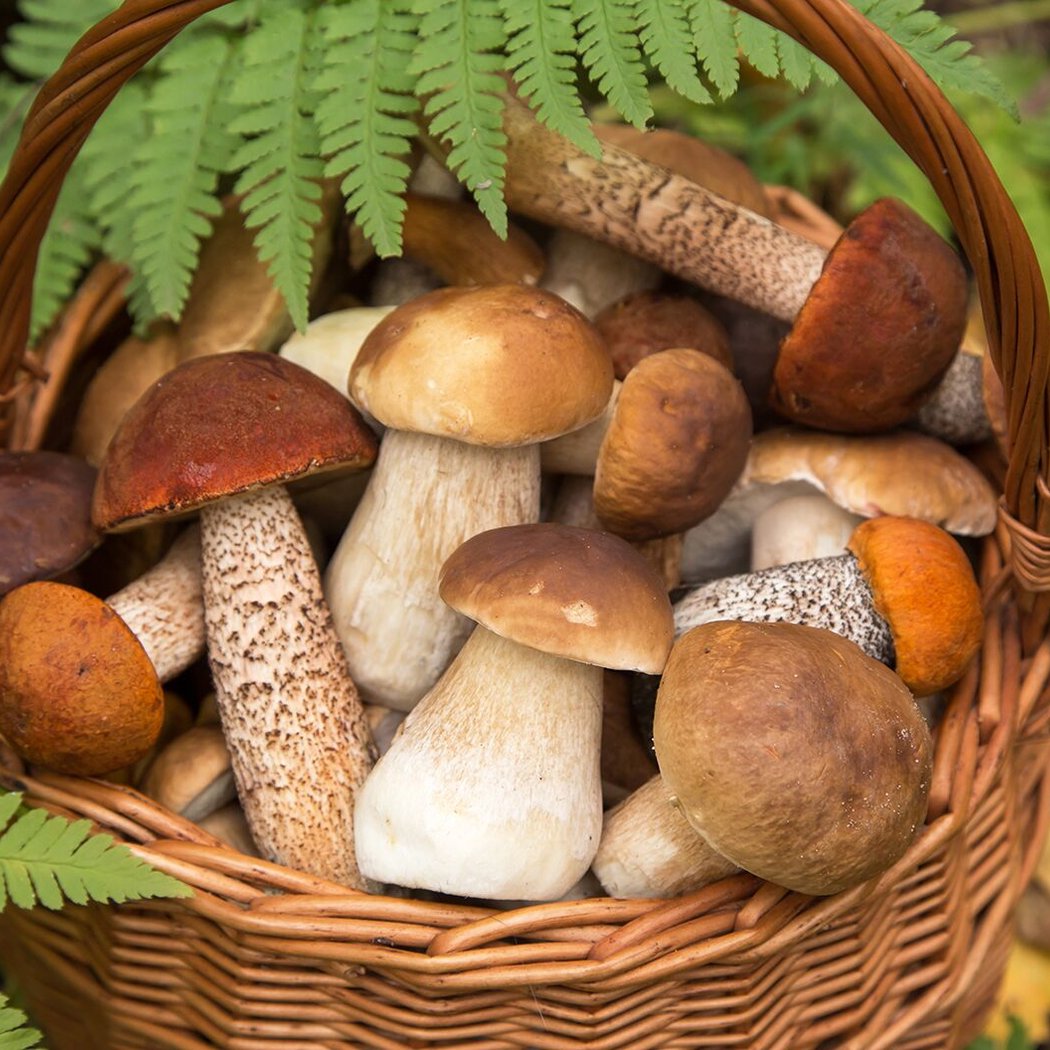 Mushroom ID Walk 1