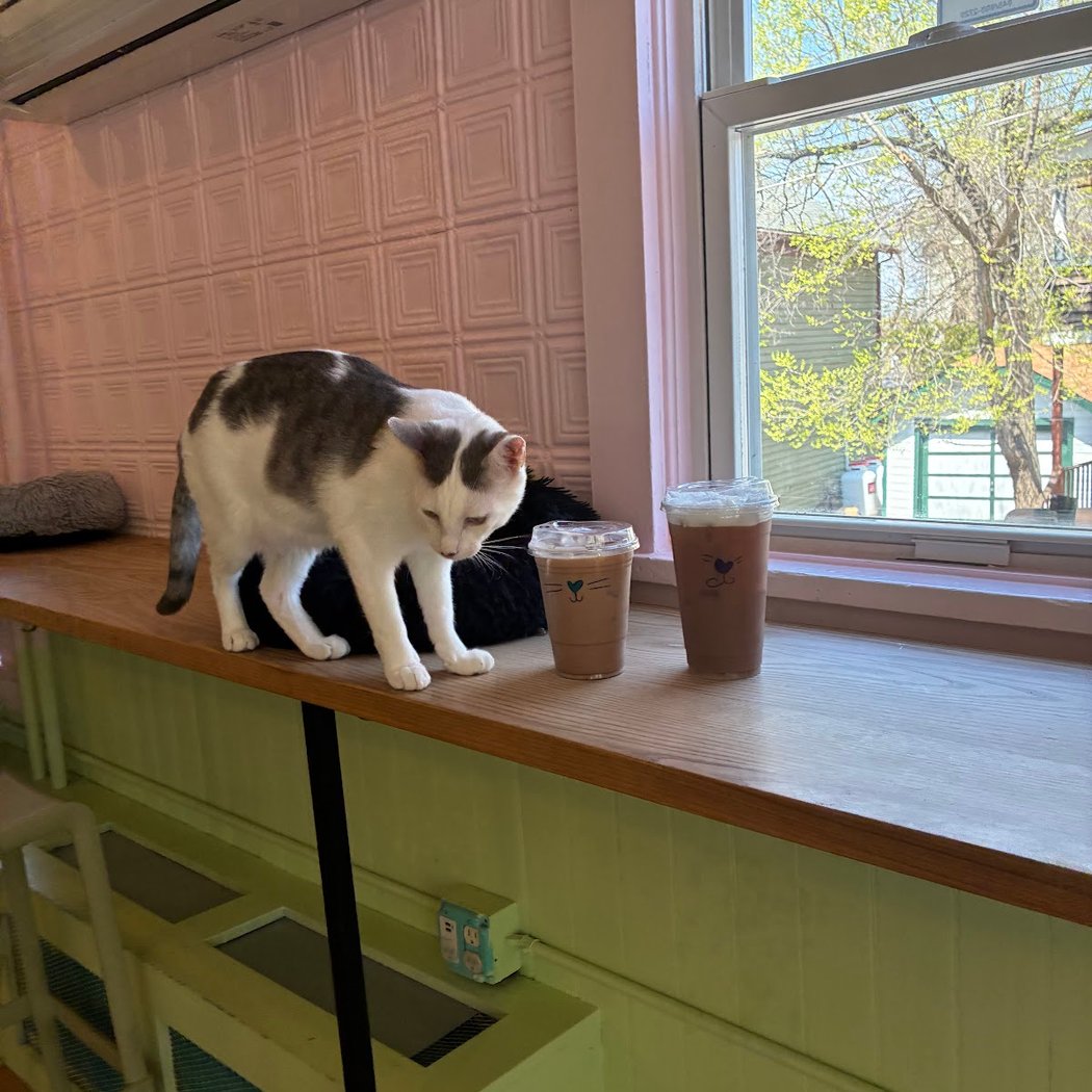 Beans Cat Cafe 2