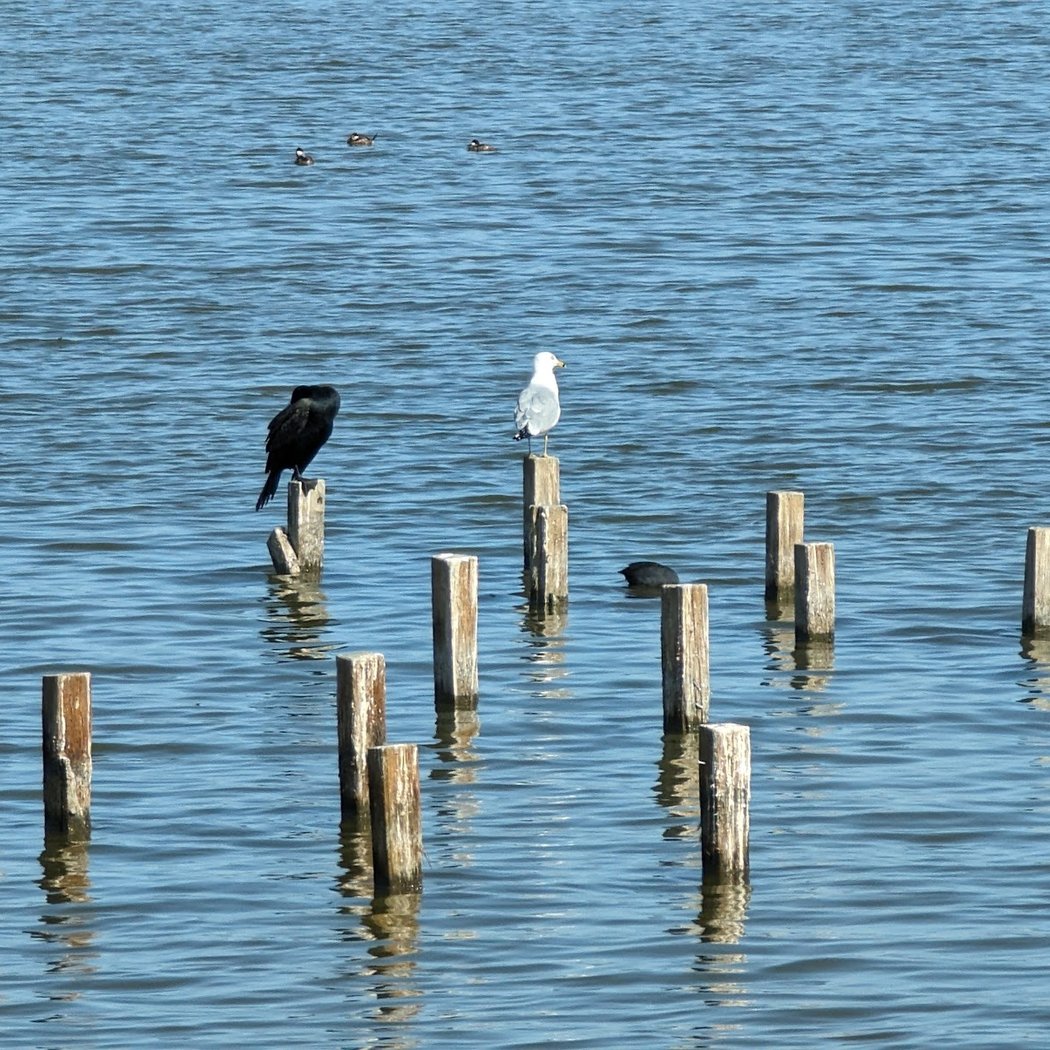 Skimmers at Shoreline 3