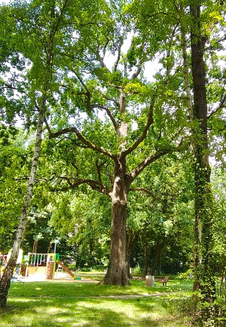 Yvris Woods 2