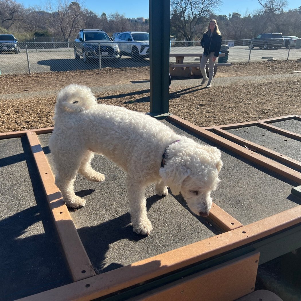 Heather Farm Dog Park 2