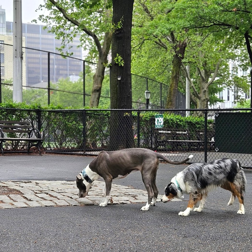 De Witt Clinton Dog Run 2