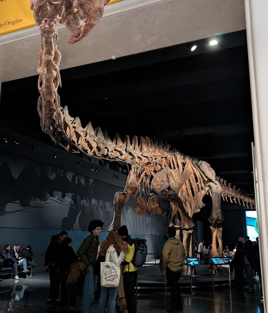 Hall of Saurischian Dinosaurs 5