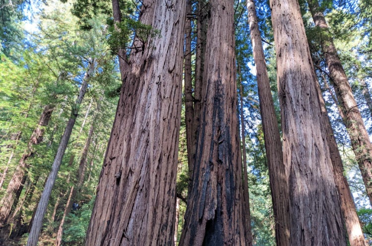 Portola Redwoods State Park 1