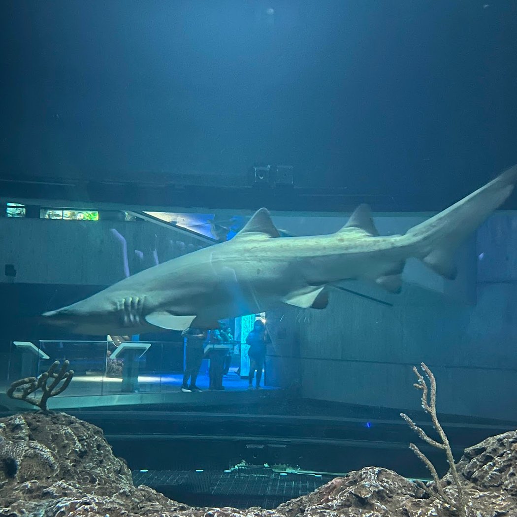 Shark Behind-the-Scenes Tour 5