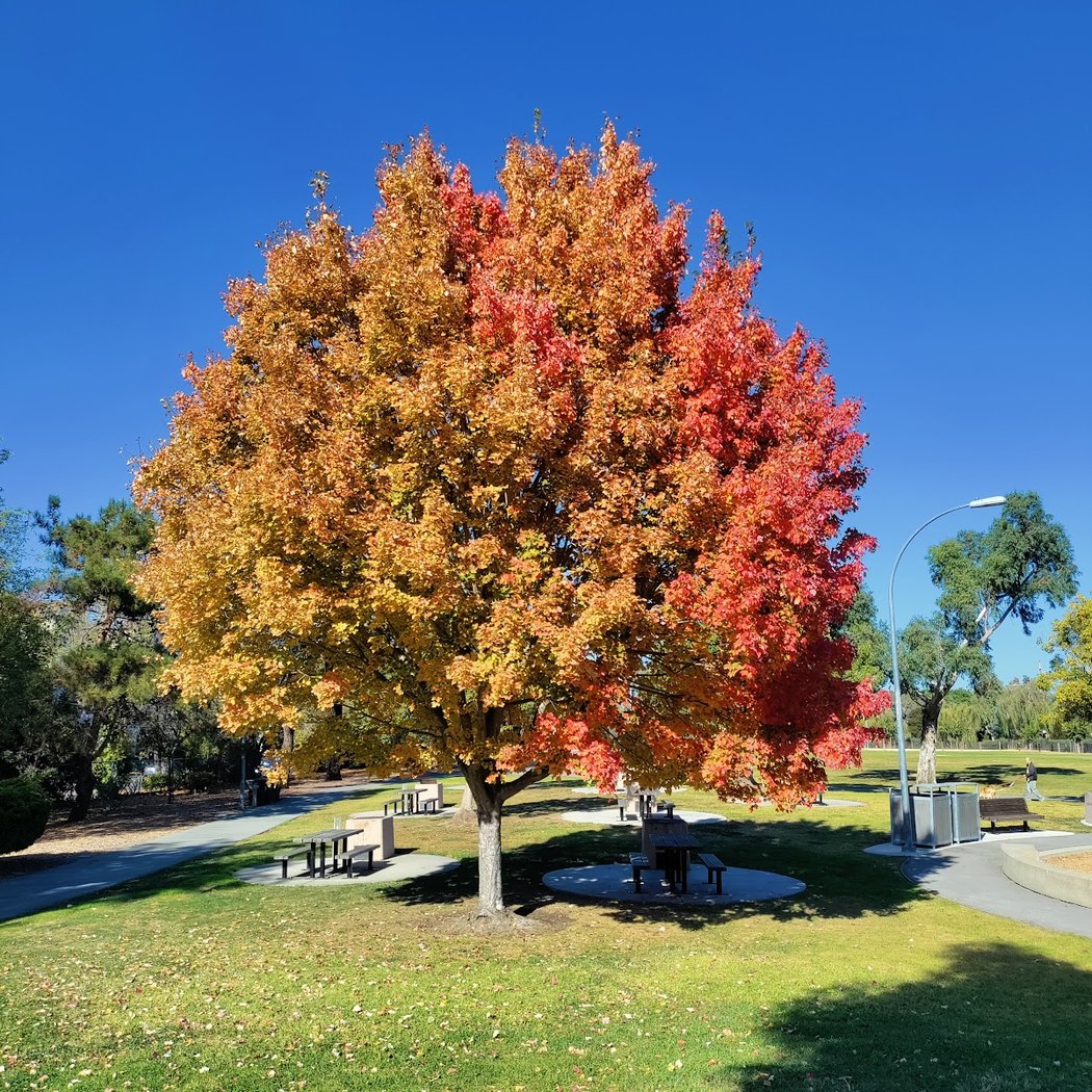 Laurie Meadows Park 1