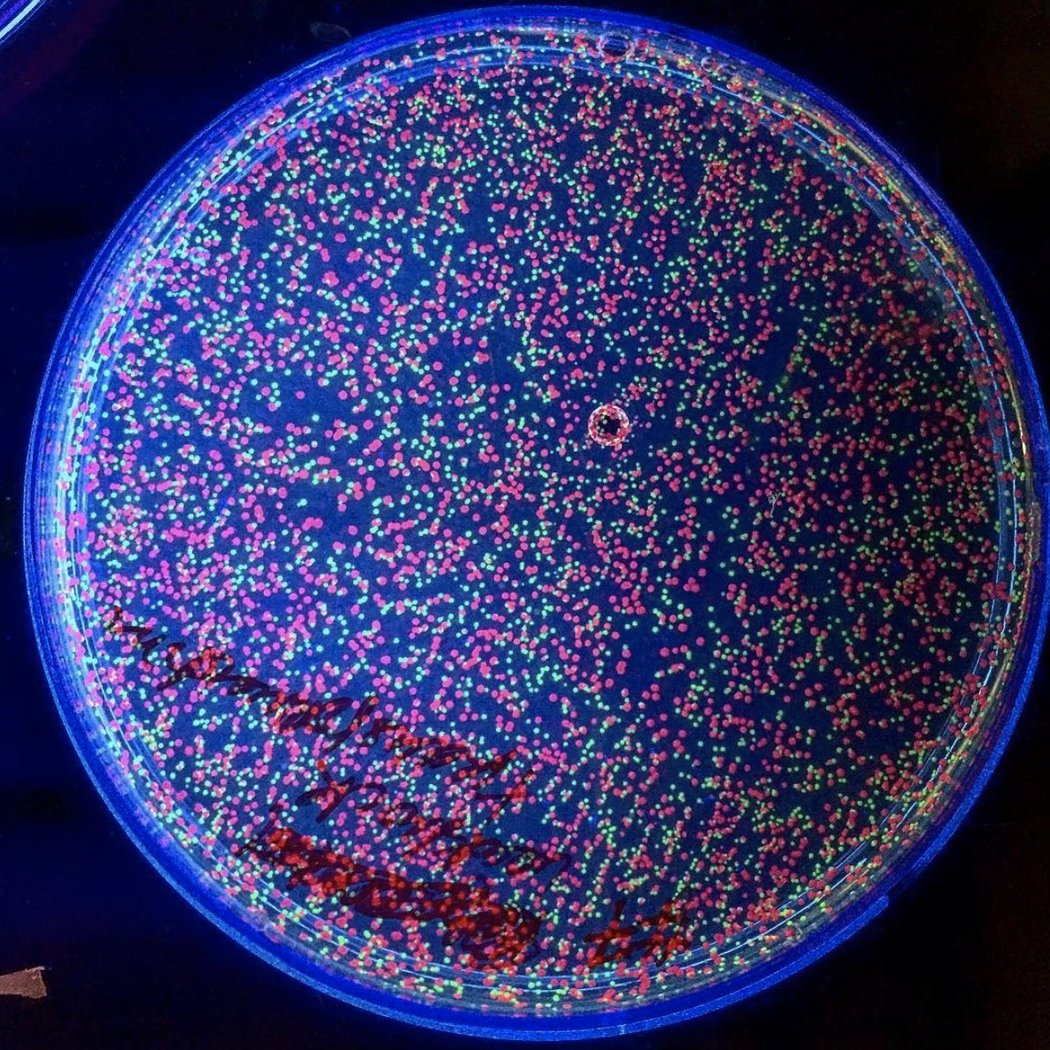 Genspace 1