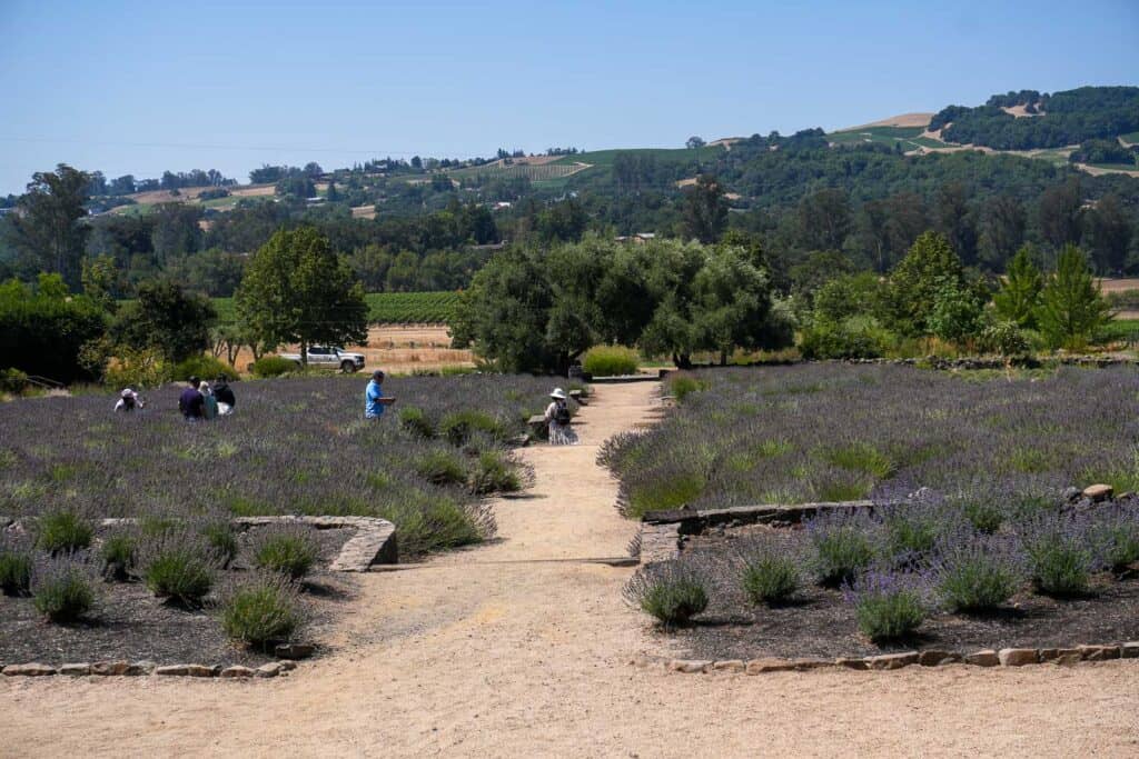 Matanzas Creek Winery 3