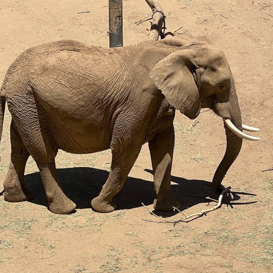 Elephant Valley 2