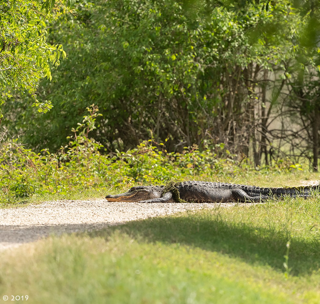 Wildcraft: Alligators! 2