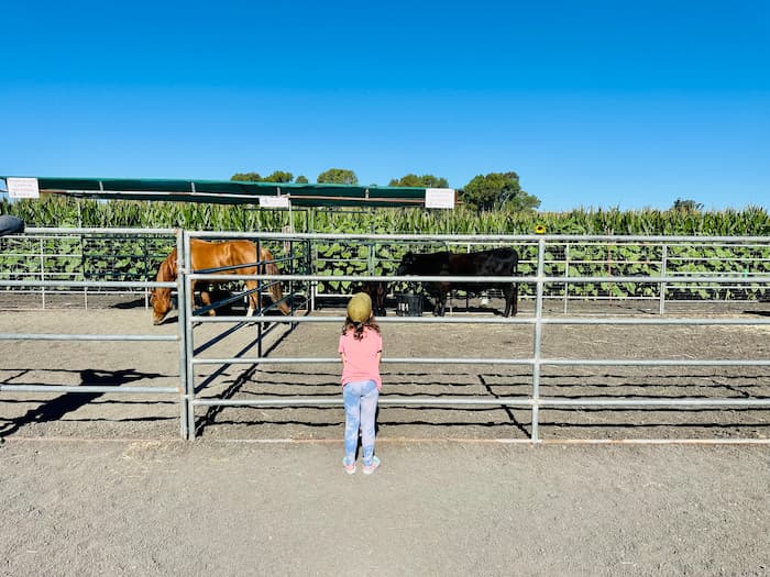 Petaluma Pumpkin Patch and Amazing Corn Maze 3