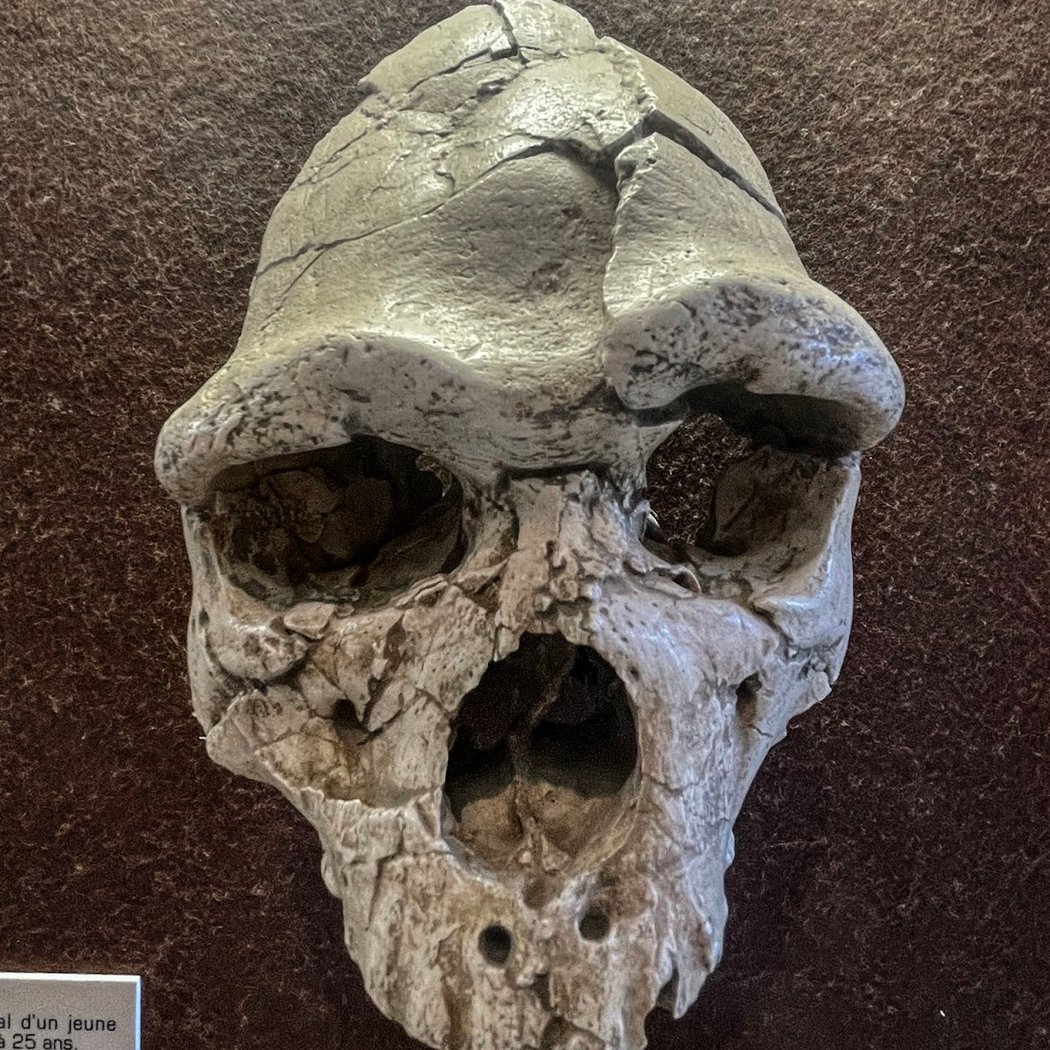 Museum of Prehistory Tautavel 1