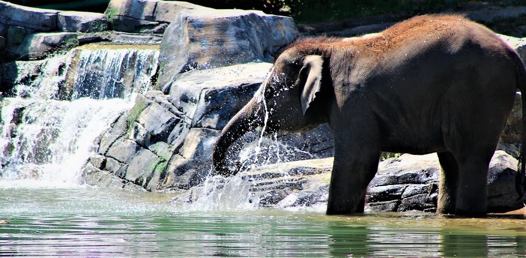 Rosamond Gifford Zoo 3