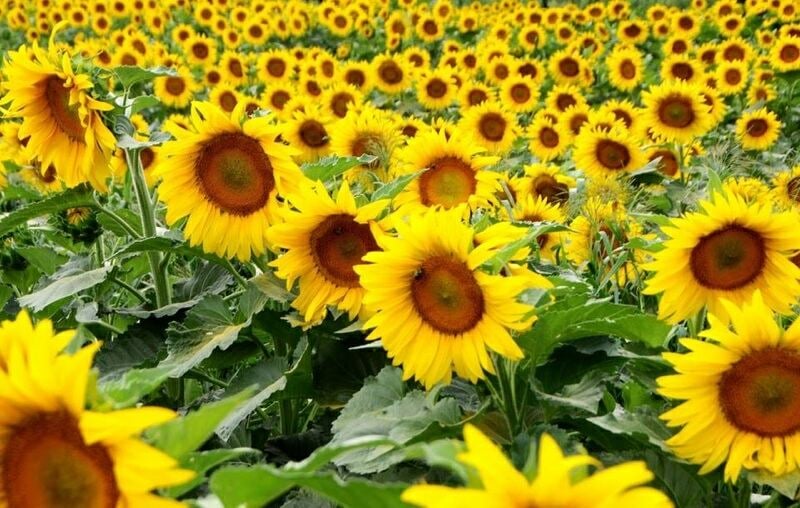 Sunflower Festival 1
