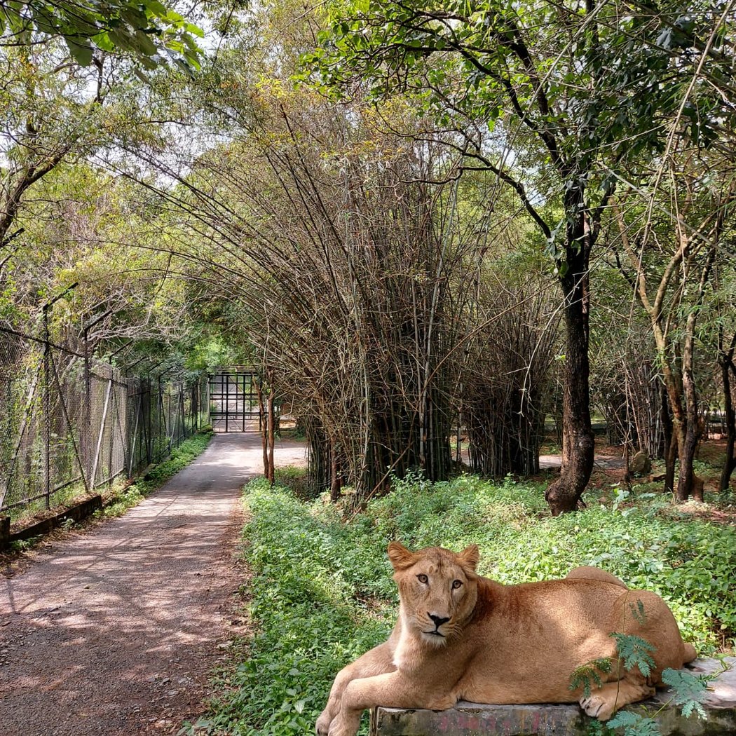 Bannerughatta Biological Park 1